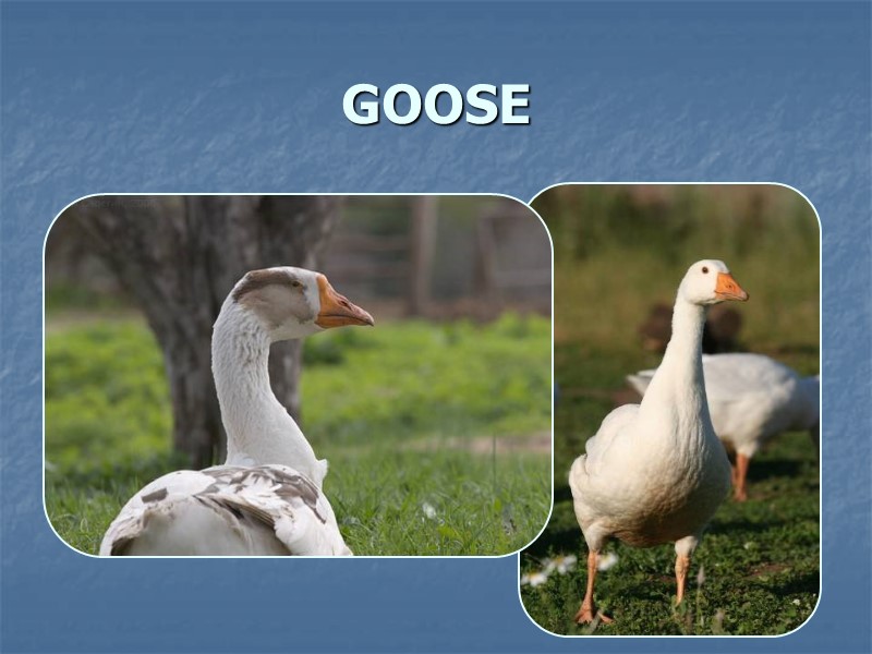 GOOSE